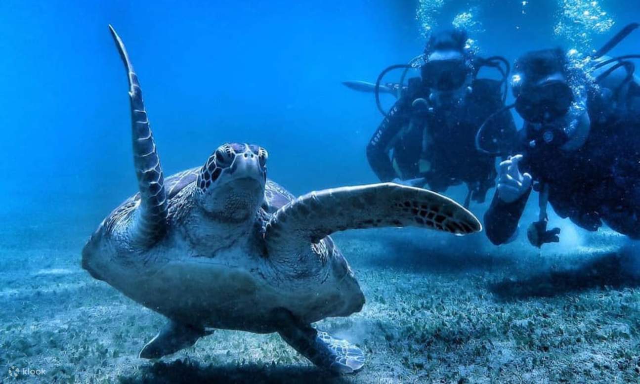 엘 니도에서 거북이와 함께 다이빙