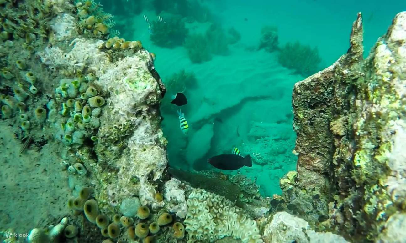 Những đàn cá dưới nước bên cạnh các rạn san hô