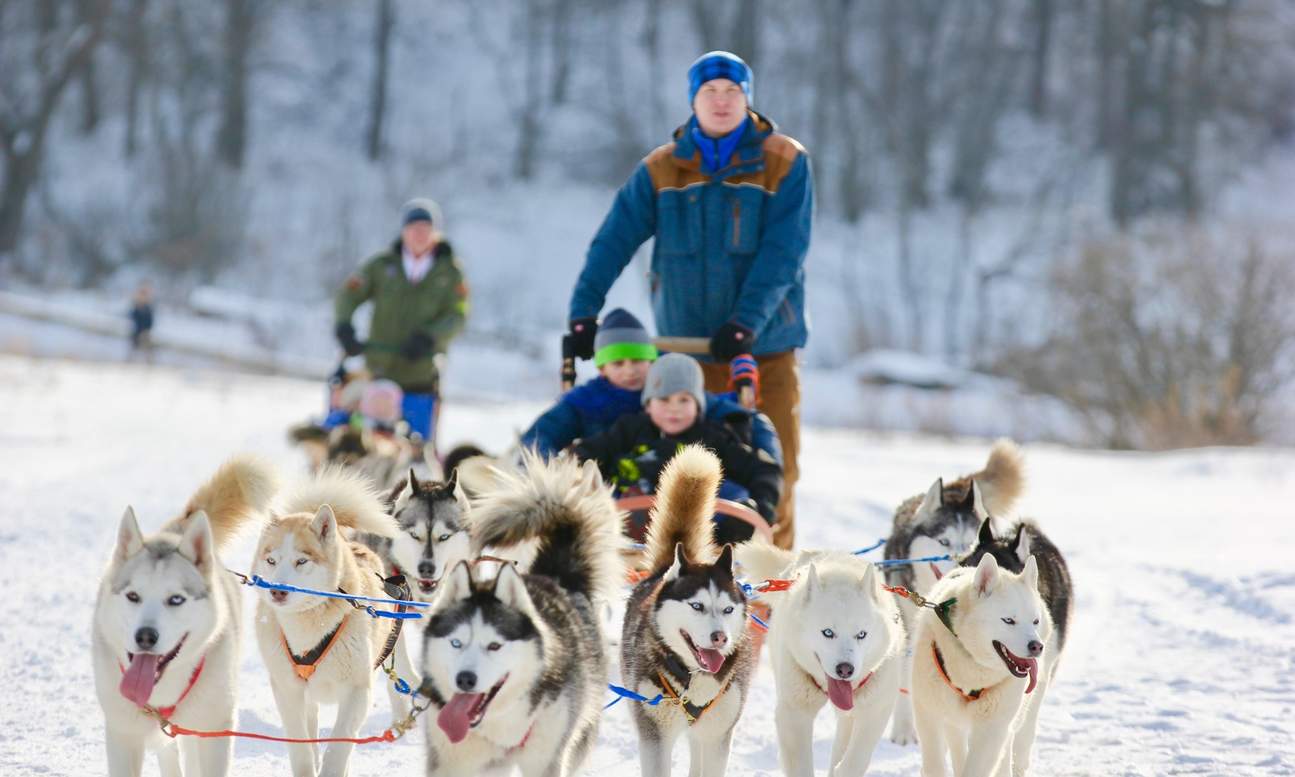 Trải Nghiệm Xe Chó Kéo và Tham Quan Husky Home từ Moscow