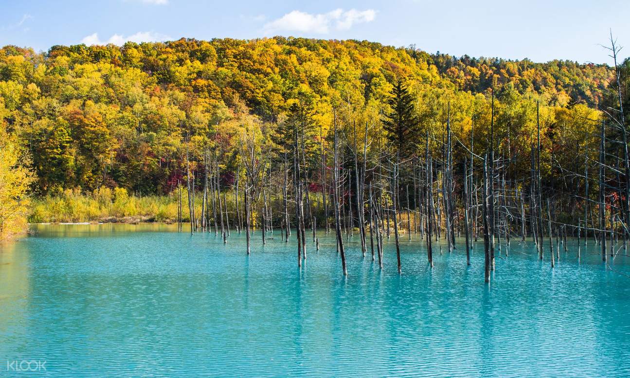 Hagoromo Falls, Blue Pond, and Shikisai-no-Oka Autumn Day Trip from