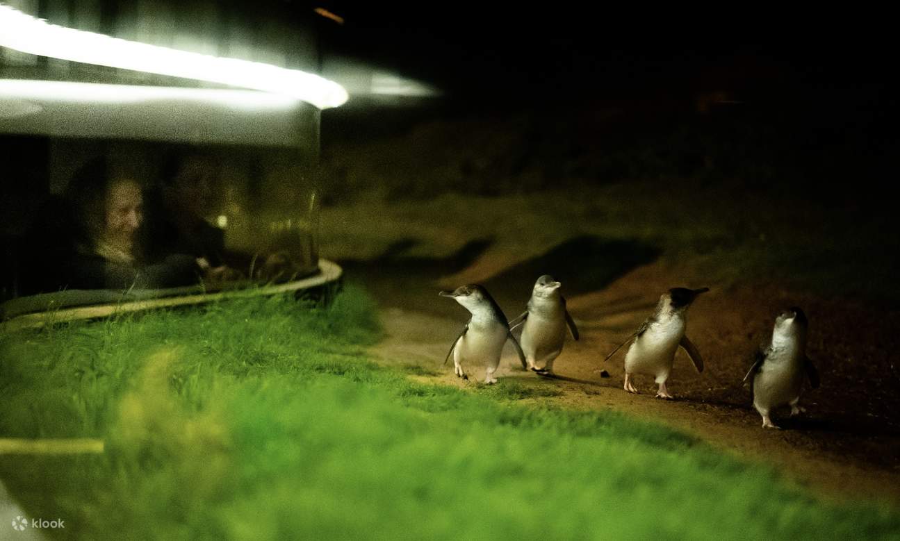 Phillip Island Penguin Parade - vue souterraine des pingouins