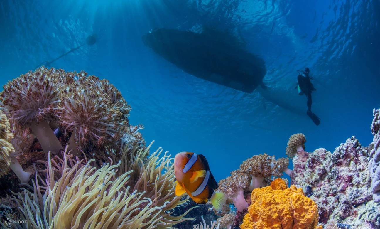 แมคตันกลายเป็นห้องเรียนสำหรับนักดำน้ำที่ต้องการเป็นนักดำน้ำมืออาชีพ เมื่อคอร์สเรียน PADI Open Water Diver เปิดโลกแห่งทักษะและการสำรวจ