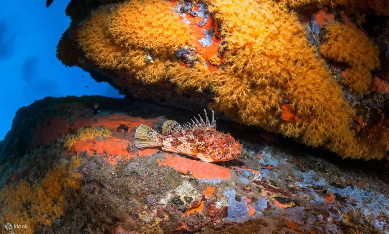 Entdecken Sie die Wunder der Unterwasserwelt von Cala Gonone während unseres Open Water Kurses, und begegnen Sie farbenprächtigen Fischen und lebendigen Felswänden.