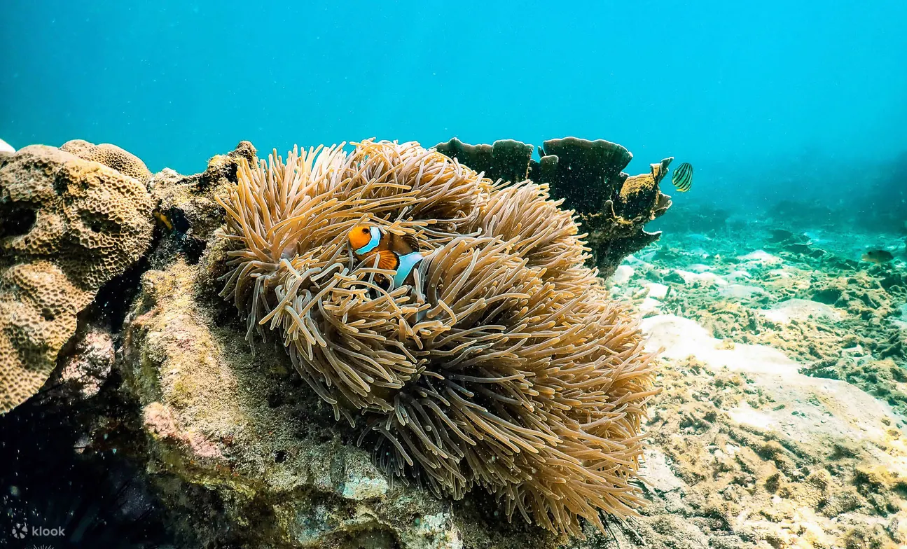 来自甲米的生物发光游泳