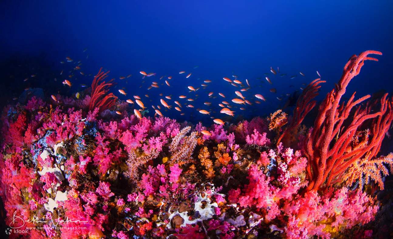 探索著名的海洋生物多樣性熱點——維德島海峽的迷人深處，這裏充滿了生機。