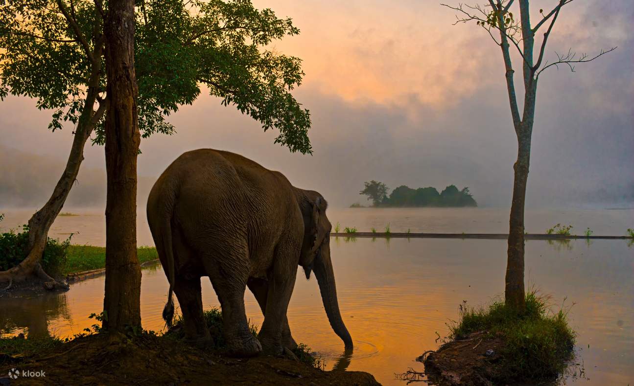 หนึ่งในช้างที่กำลังเพลิดเพลินกับการอาบน้ำยามบ่ายในช่วงพระอาทิตย์ตกดินที่ทะเลสาบนามเทียน