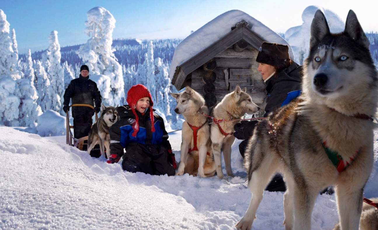 Huskies in Rovaniemi