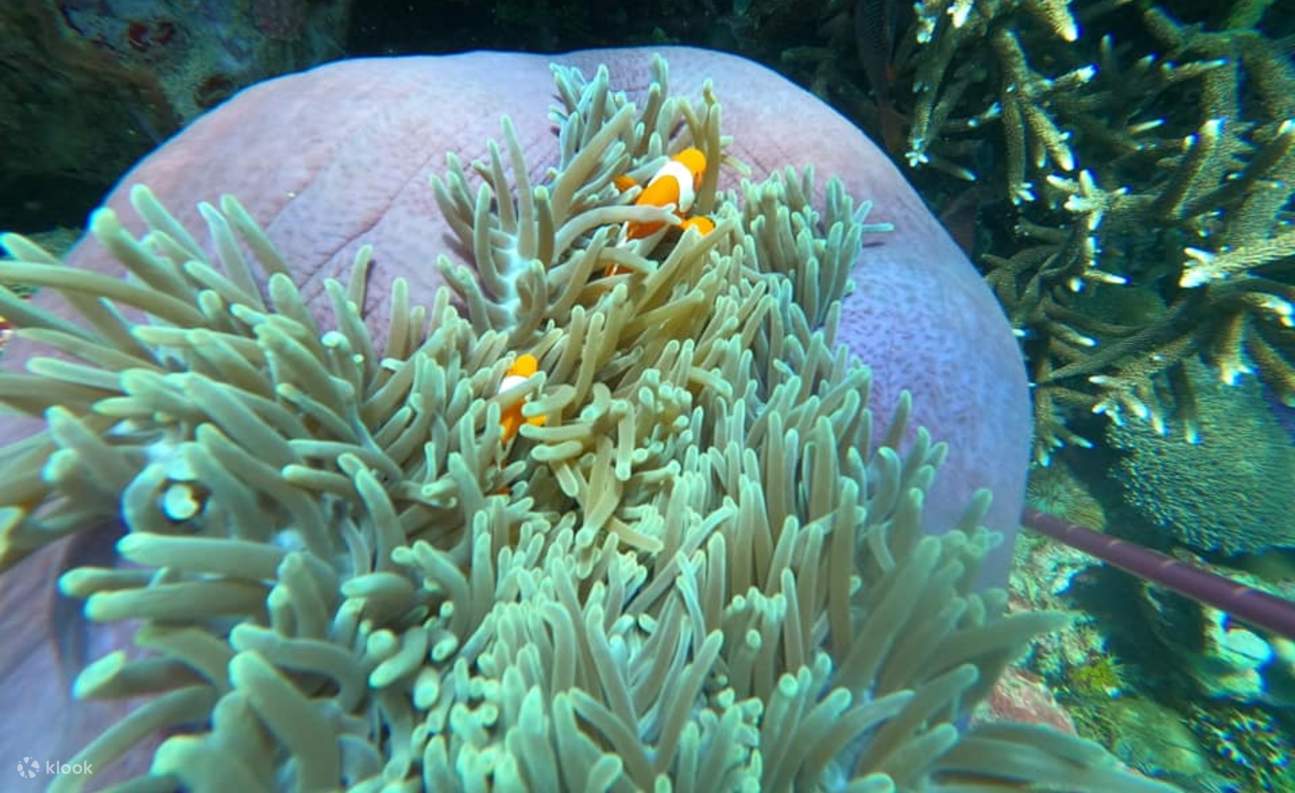 สิ่งมีชีวิตใต้น้ำ