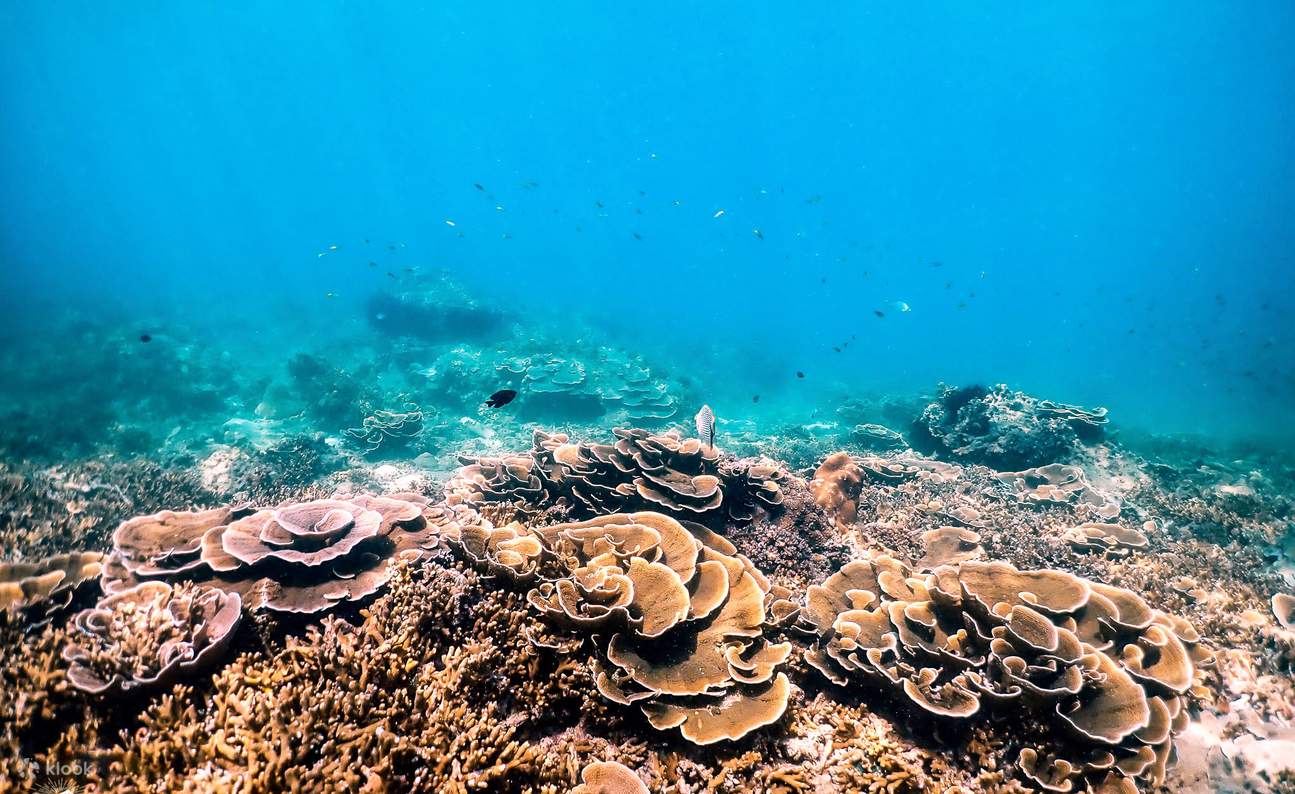 Nado Bioluminiscente Desde Krabi