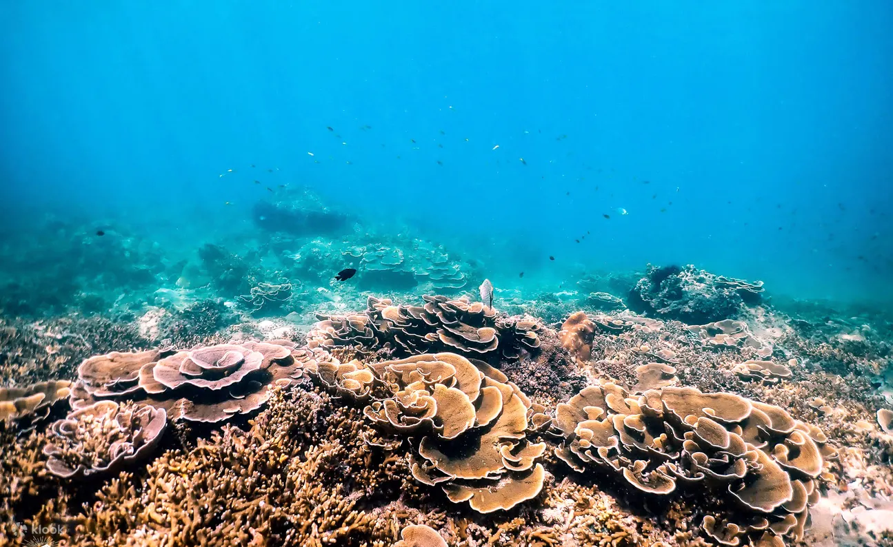 来自甲米的生物发光游泳