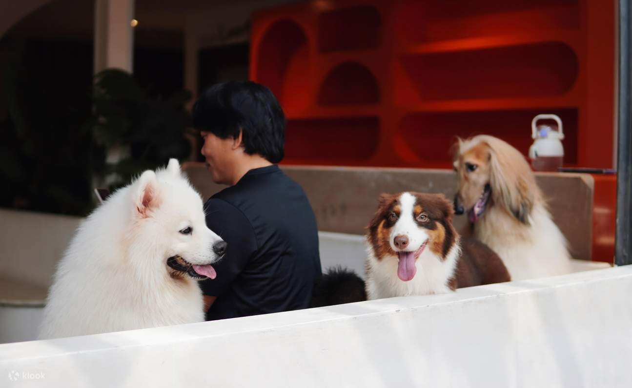 HOME Di Tales of Paws