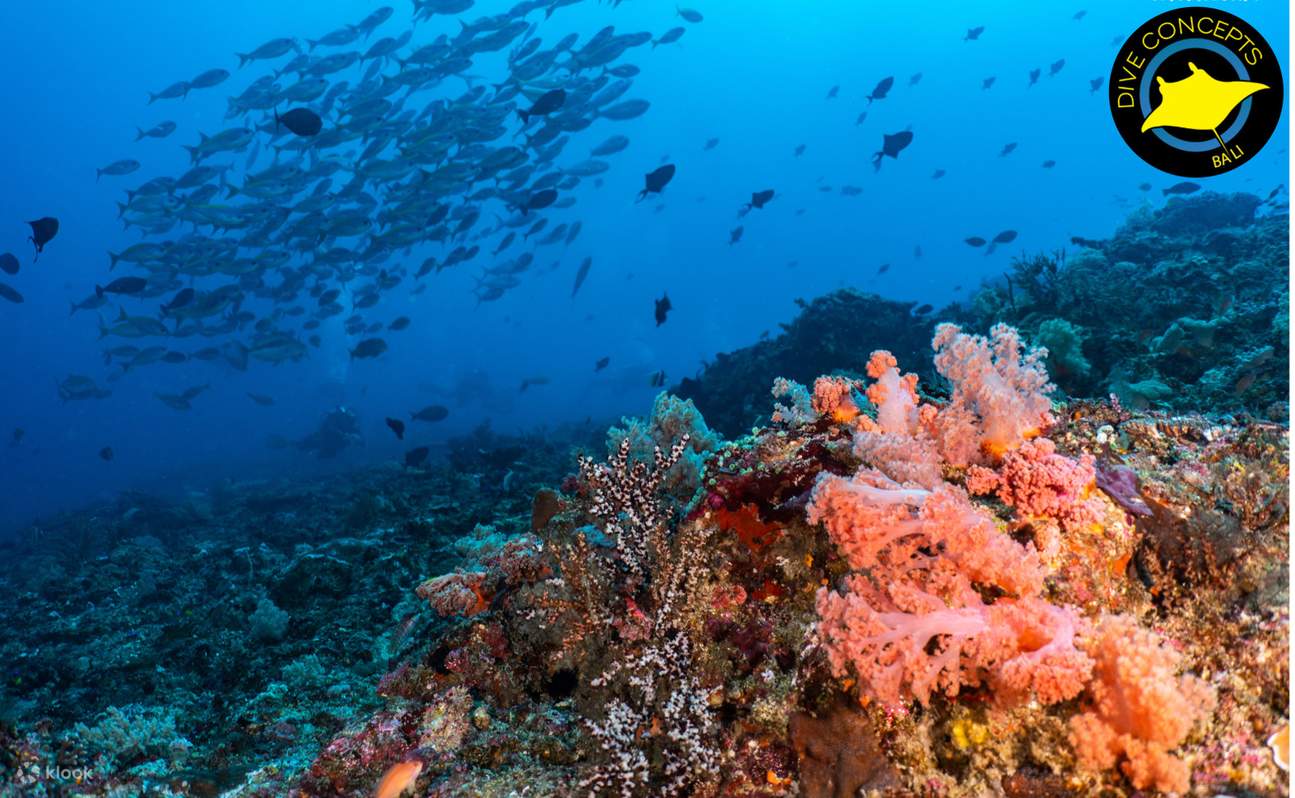 a diver near the Liberty Ship