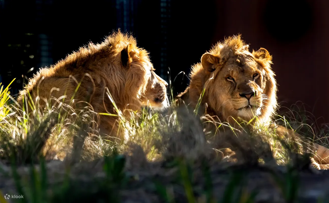 塔龍加動物園 (Taronga Zoo) 照片 - 最新非洲野生動物園區