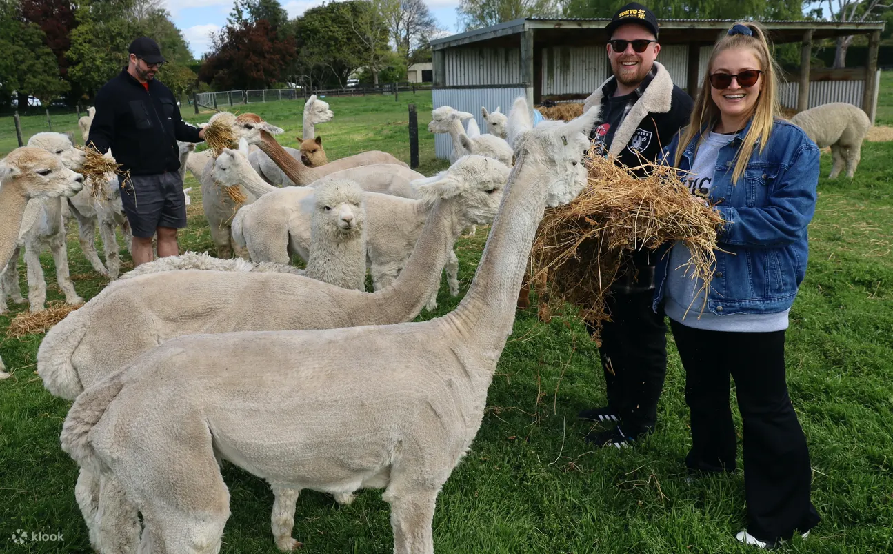 羊驼农场之旅 - Silverstream Alpaca - Kaiapoi