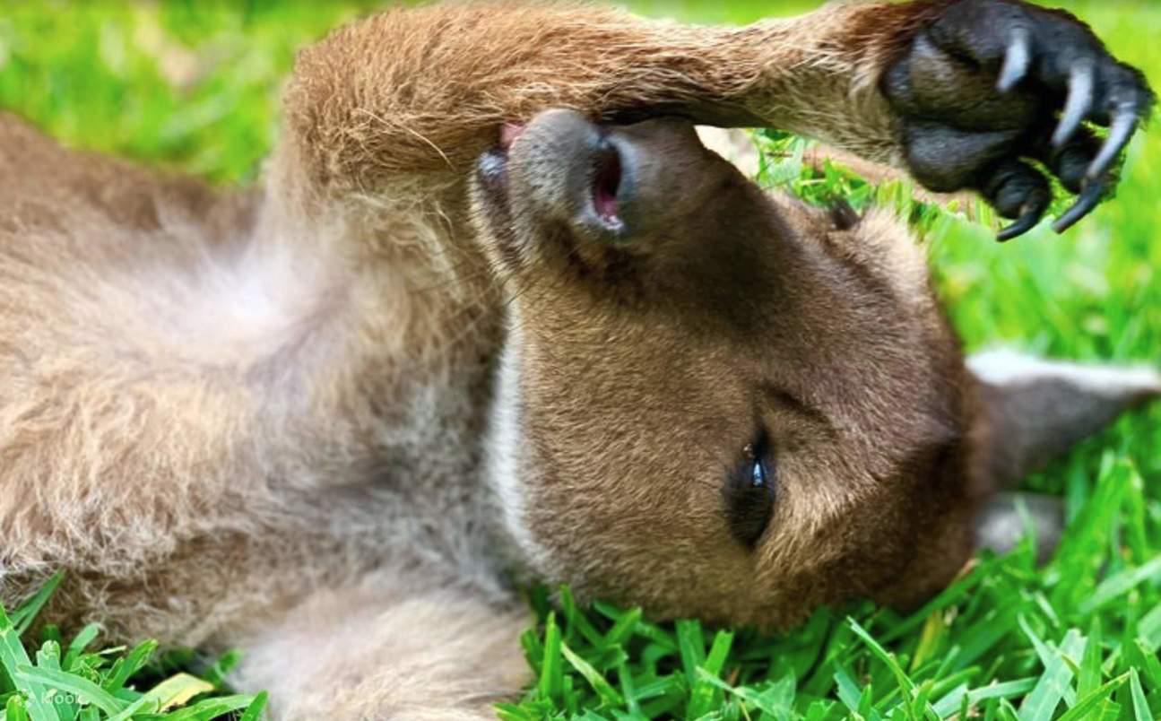 Faune australienne, déjeuner barbecue, vin et expérience de boomerang