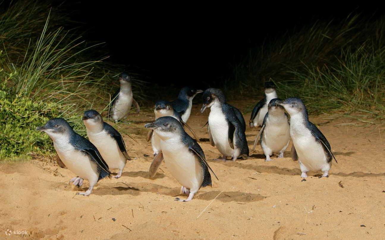 Penguin Parade