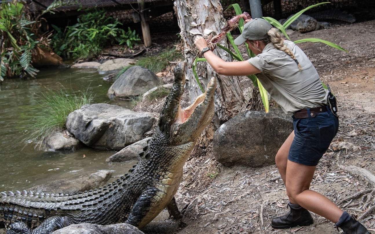 Xem những người xử lý chuyên nghiệp cho cá sấu nước mặn khổng lồ ăn, kết hợp giáo dục, sự phấn khích và sức mạnh thô sơ