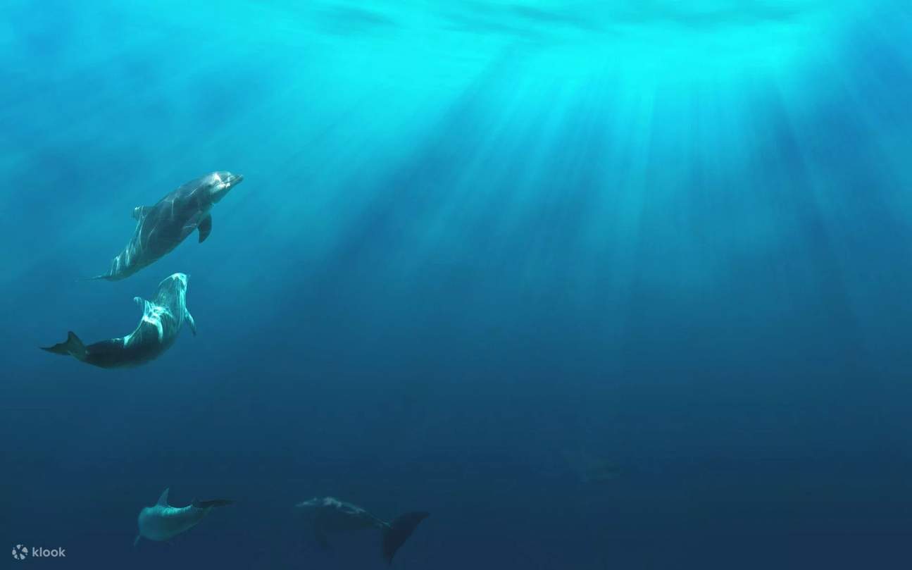 Полдневная поездка для сноркелинга в Афинах с 5-звездочным дайвинг-центром PADI