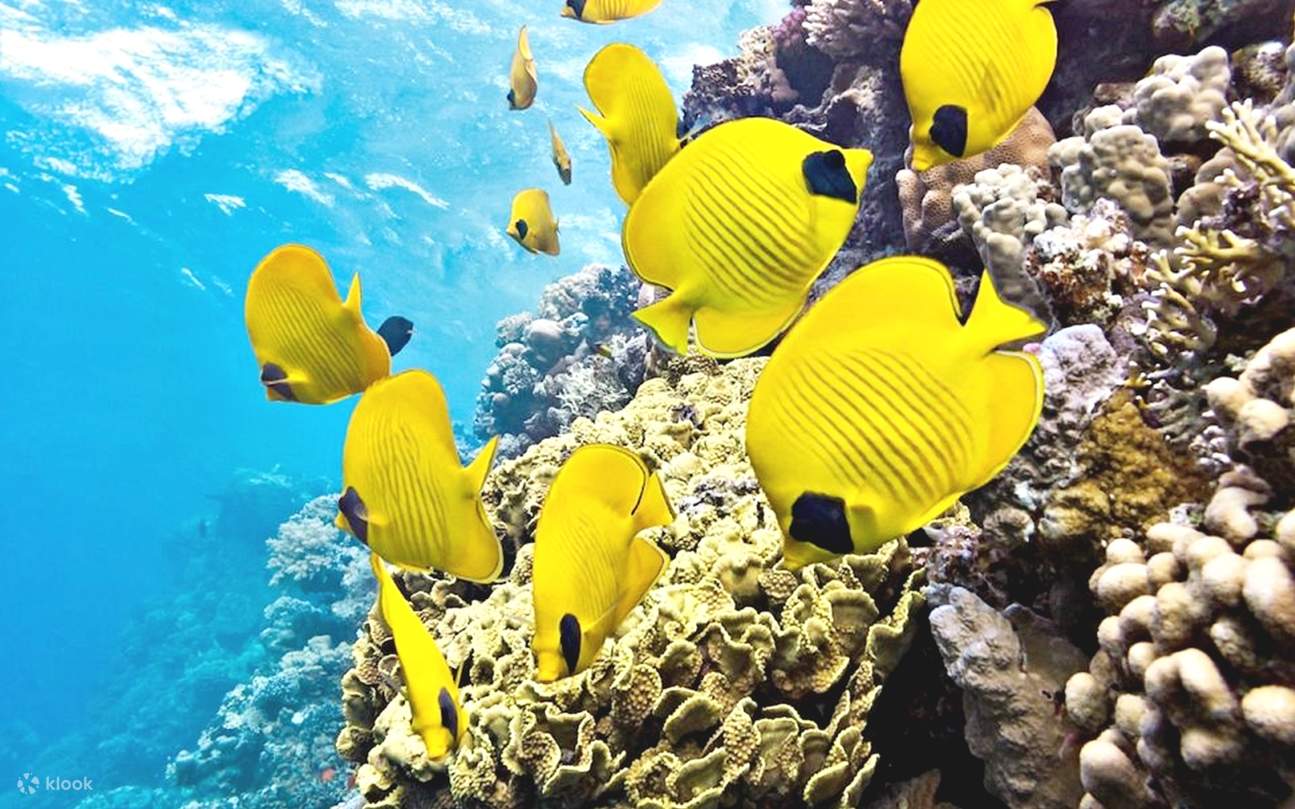 Experience Makadi Bay: Snorkeling Yacht Trip, Water Sports & Lunch ...