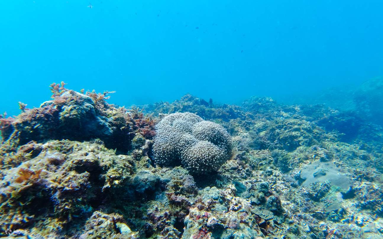 Longdone SUP & Snorkeling Experience in New Taipei