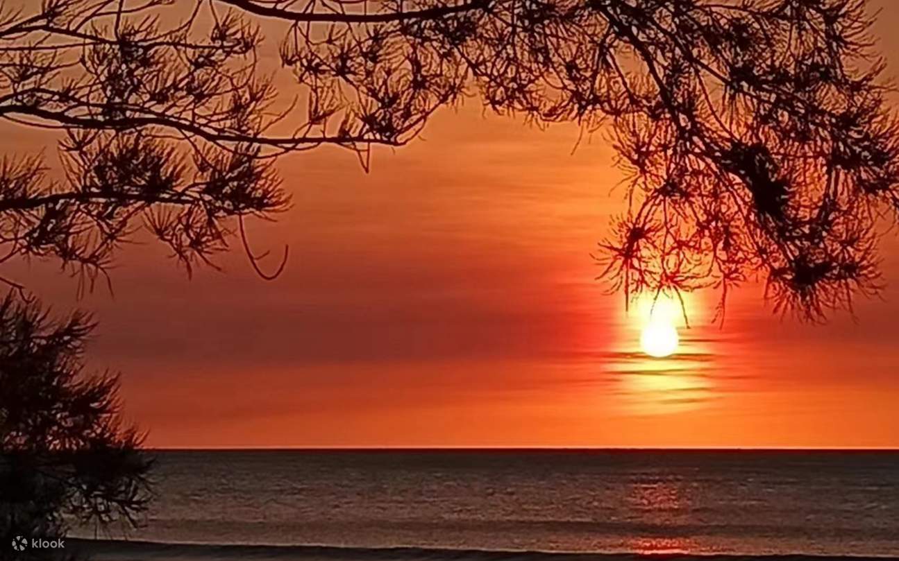 Pelayaran Hidupan Liar Hutan Paya Bakau Borneo Kawa STAR & Pertunjukan Kelip-Kelip