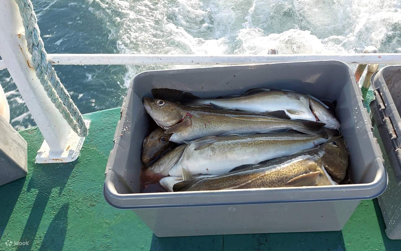 Today’s fresh catch glistens in a bin, neatly arranged and ready for cooking