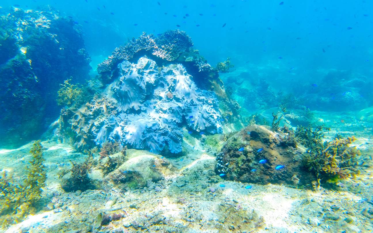 Longdone SUP & Snorkeling Experience in New Taipei