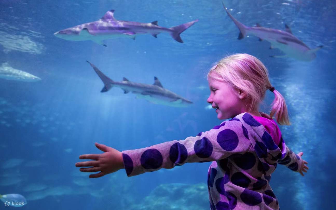 SEA LIFE Oberhausen Ticket - Klook