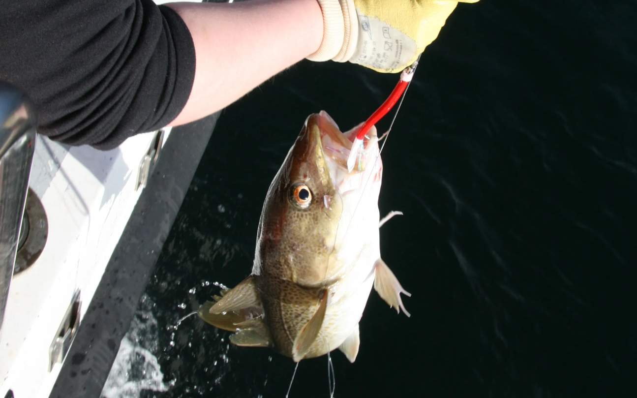 銀色の魚が水面を割り、釣り糸を強く引きます