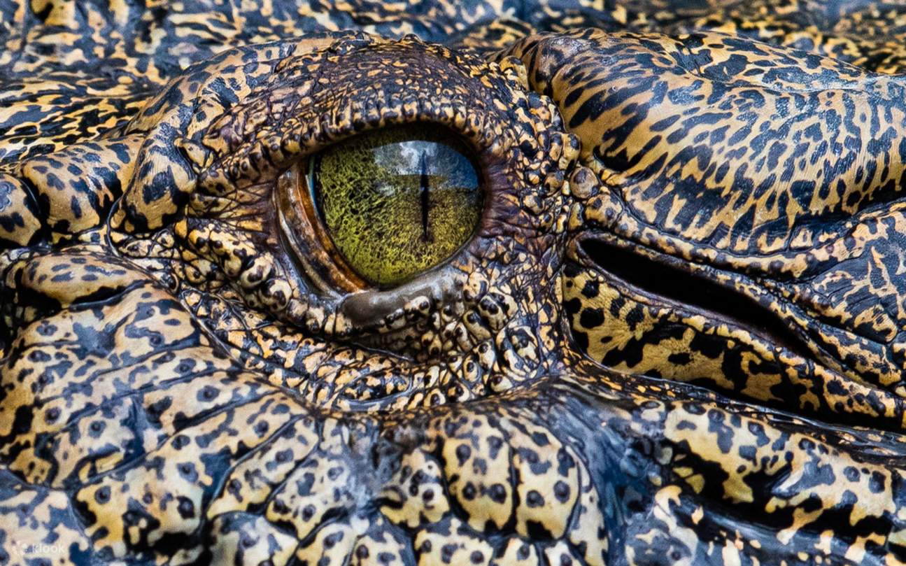 Krokodil! Verlorene Giganten bis lebende Legenden