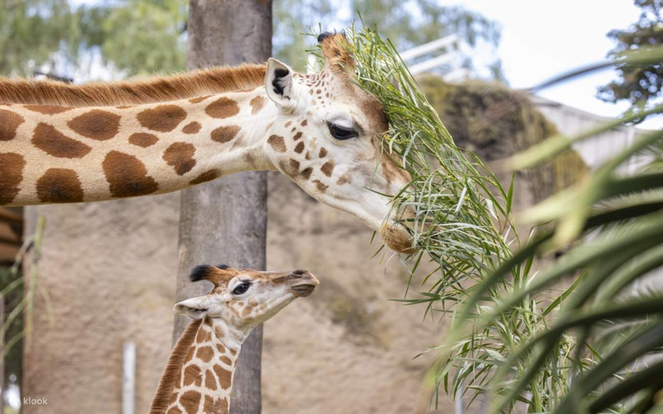 Melbourne Zoo Photos