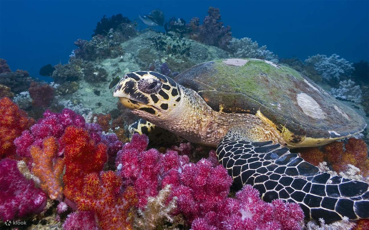 通過浮潛之旅，探索圖蘭本豐富的生物多樣性，邂逅色彩斑斕的魚類、錯綜複雜的珊瑚，甚至還有可能遇到海龜。