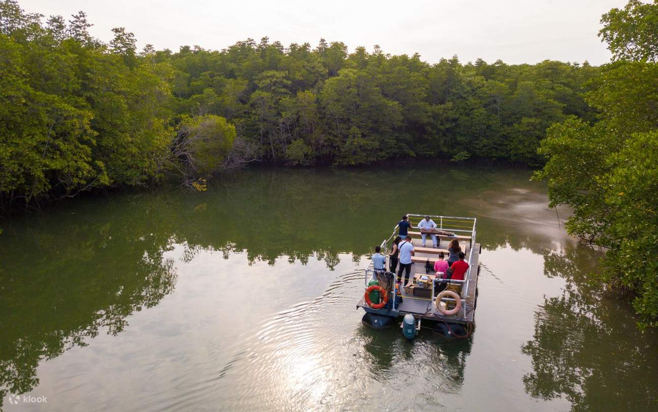Excursion dans la mangrove