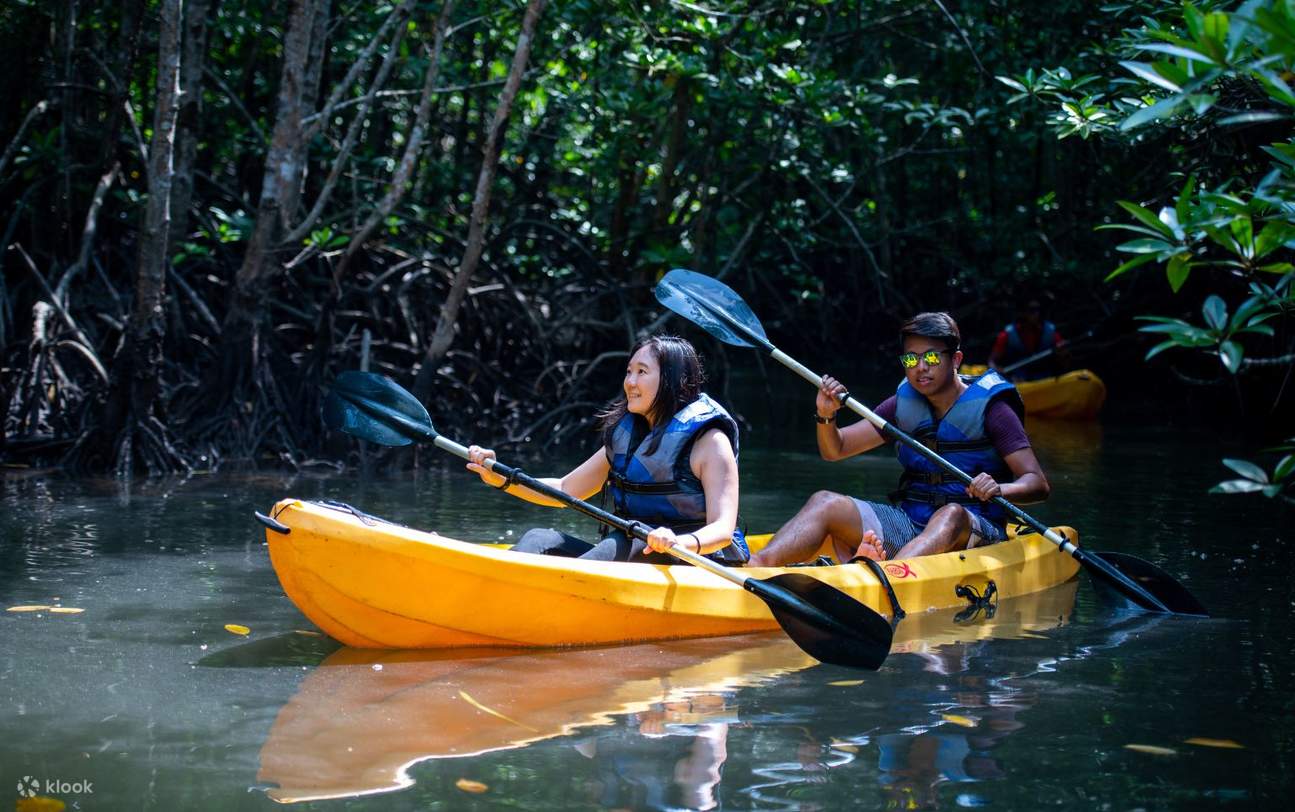 kayak dans la mangrove
