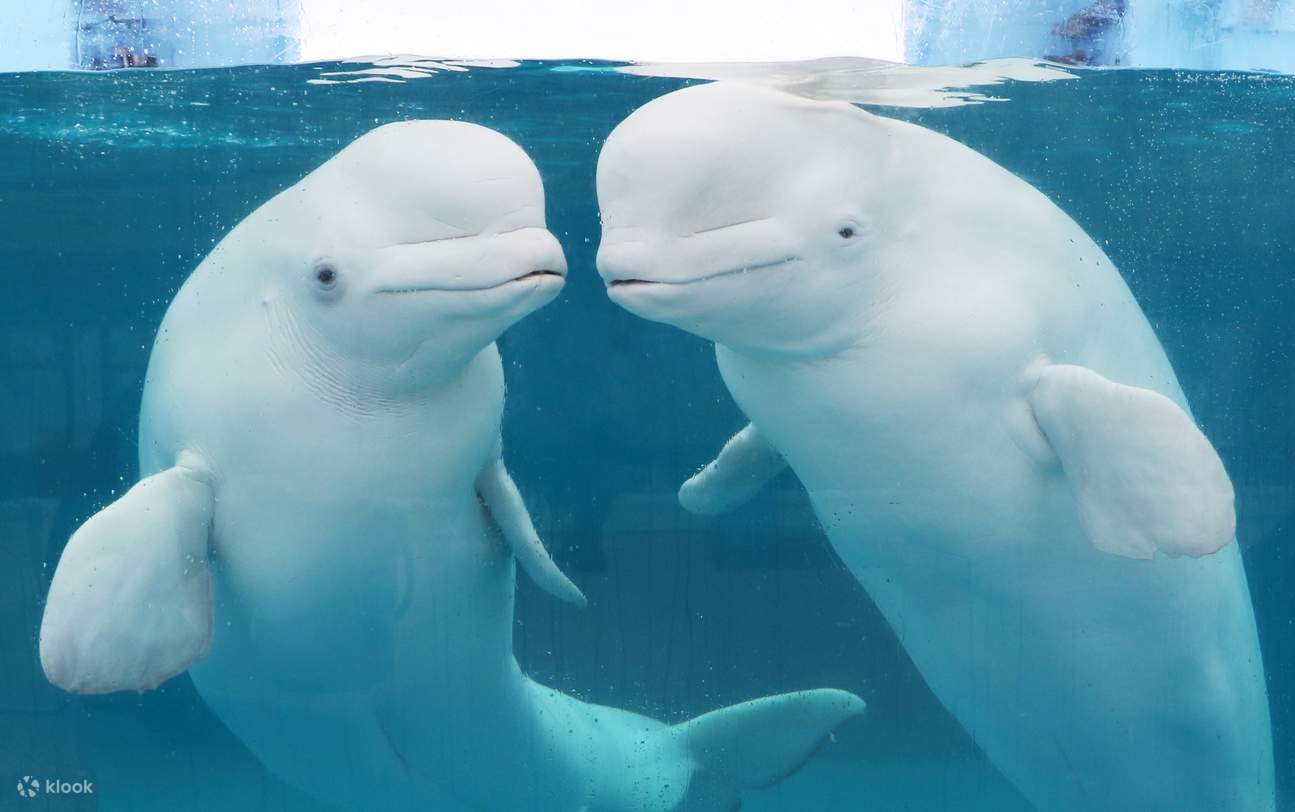 Hakkeijima Sea Paradise