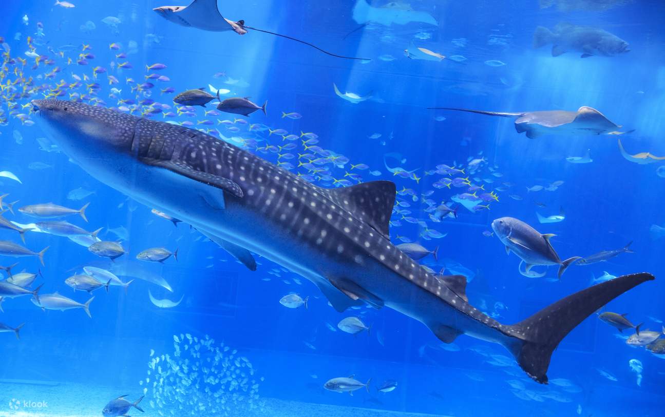 沖縄美ら海水族館 入館チケット 沖縄 Klook