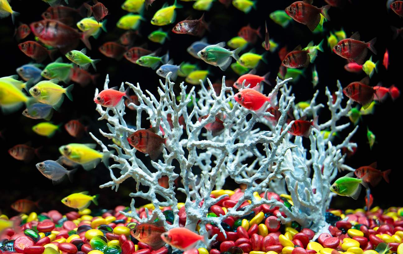 Biglietto per Lotte World Aquarium Hanoi