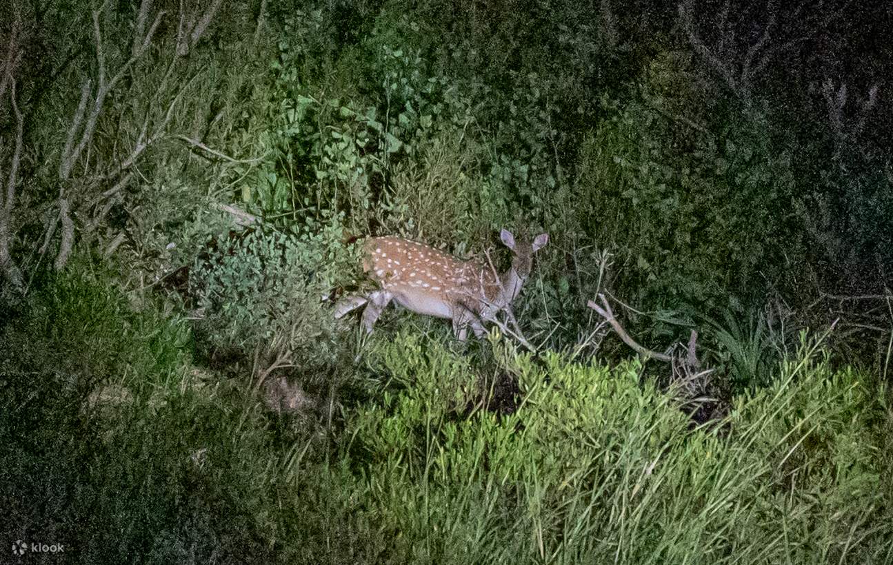 Panduan Penerokaan Mendalam Pulau Green｜Pengalaman Snorkeling di Tapak Menyelam Bertaraf Dunia x Terjun Gaung Tersembunyi yang Menakjubkan x Lawatan Malam ke Rusa Sambar dan Penerangan Tempat Bersejarah