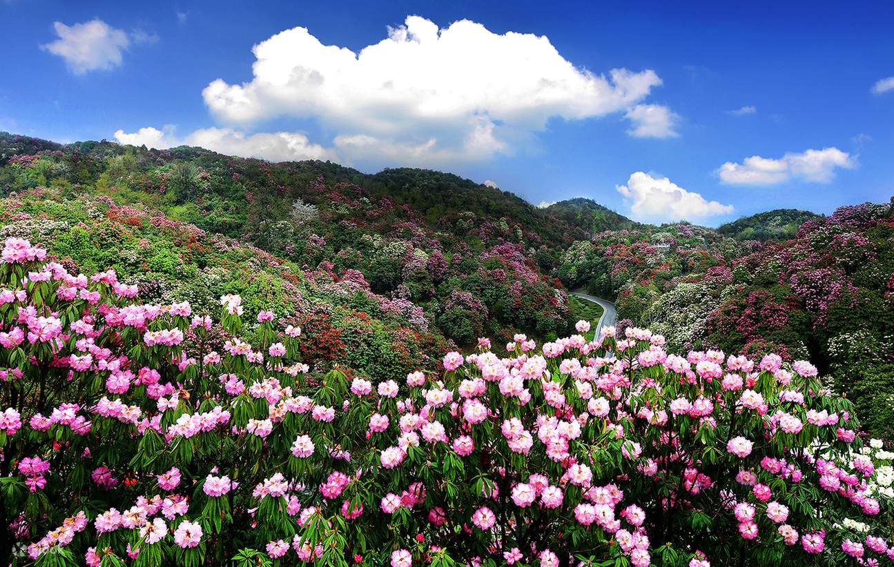 Guizhou Baili Rhododendron One-Day Tour (Round Trip from Guiyang ...
