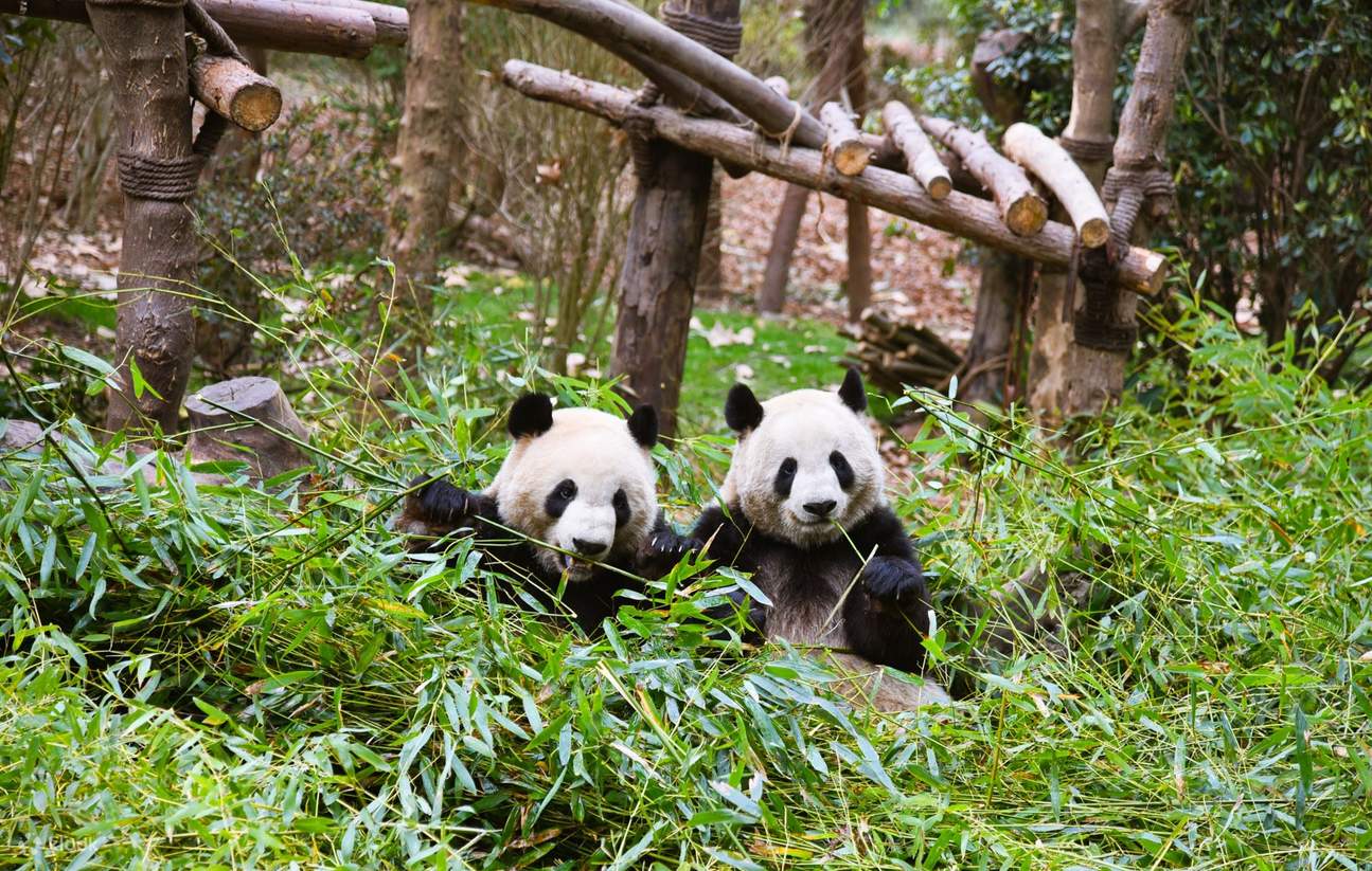Chengdu Research Base of Giant Panda Breeding Half-Day Tour + Chinese ...