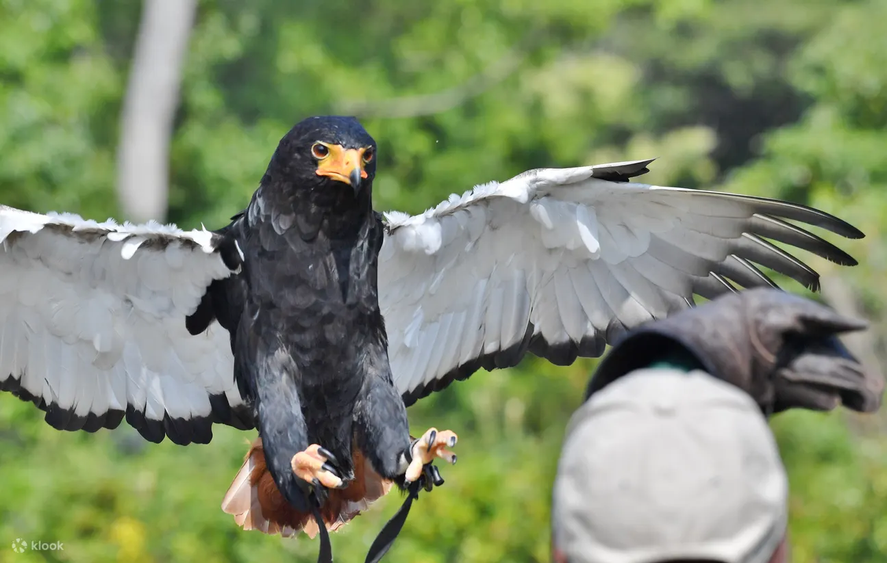 よこはま動物園ズーラシア チケットの予約 Klook よこはま動物園ズーラシア チケットの予約 Klook