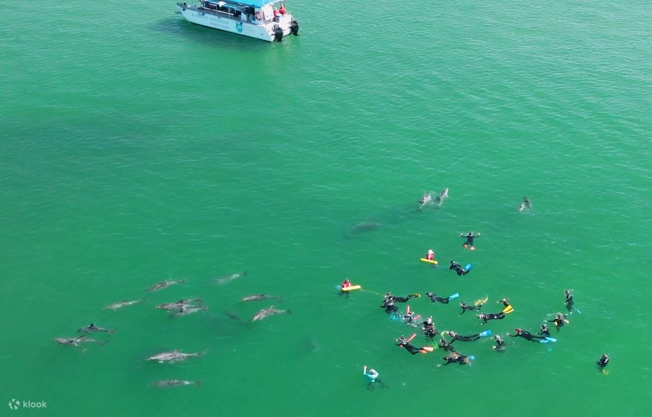 Những cuộc gặp gỡ cá heo tuyệt đẹp ở vùng nước được bảo vệ của Vịnh Koombana