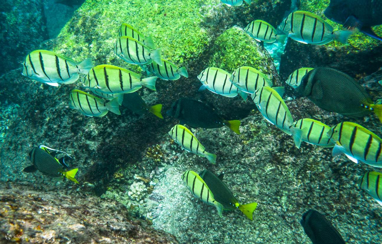Fai snorkeling tra una quantità impressionante di vita marina