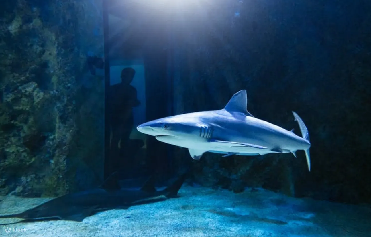 Sydney Aquarium - Sydney Aquarium Shark