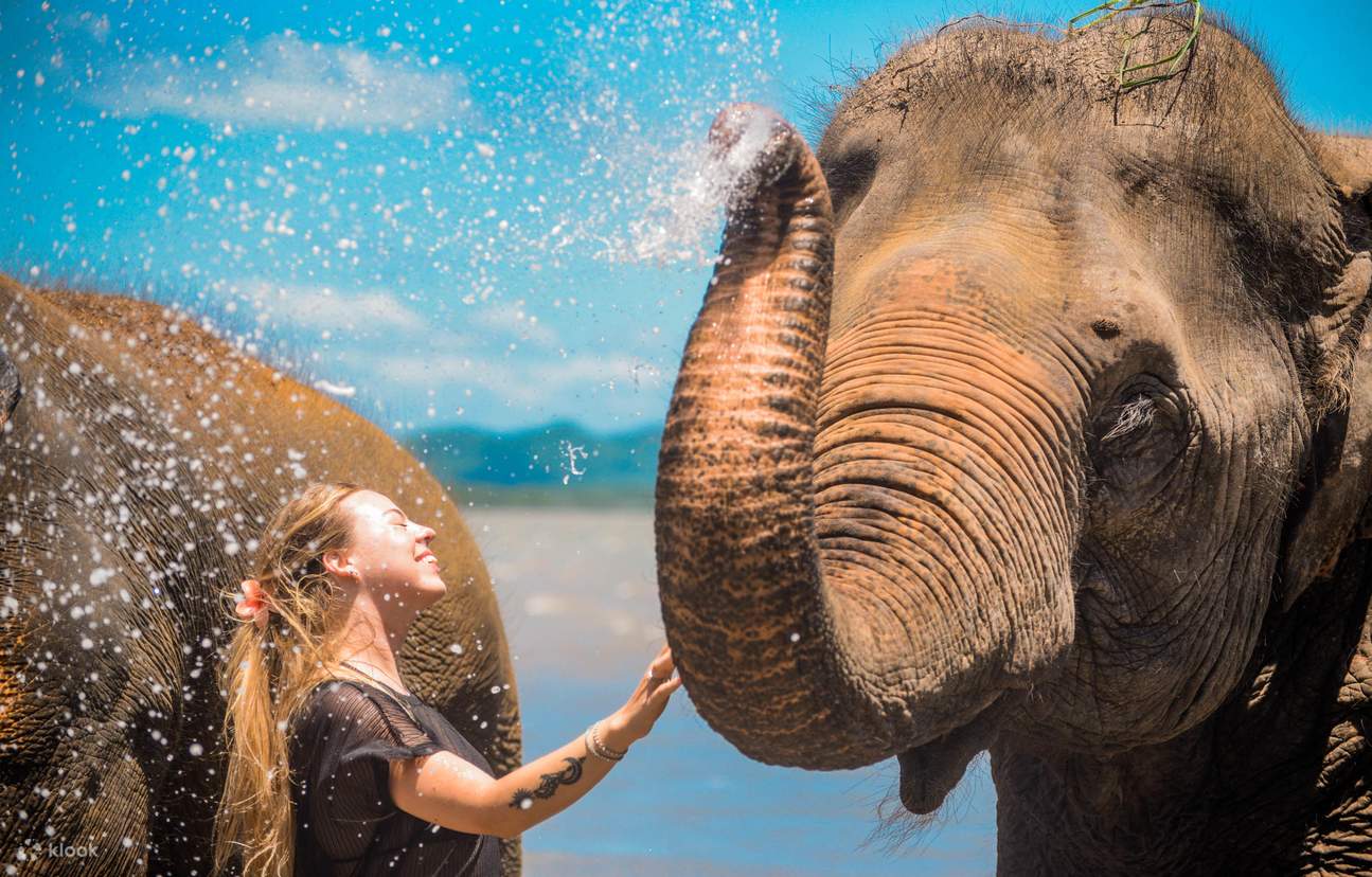 Phuket: Pantai dengan Gajah oleh Lily elephant camp