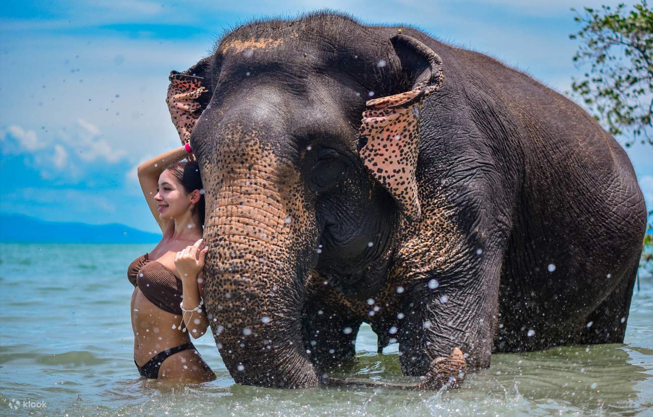 Pengalaman Bersama Gajah di Pantai Phuket oleh Lily Elephant Camp