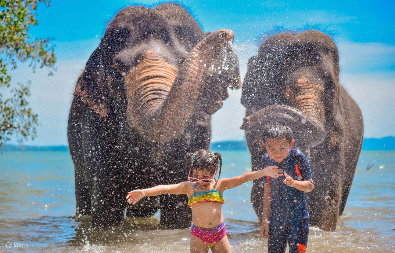 Phuket: Pantai dengan Gajah oleh Lily elephant camp