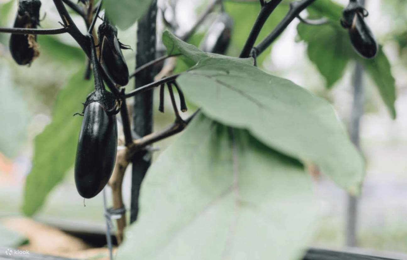 Kyoto: Yamashina Farm Tour dengan Sarapan