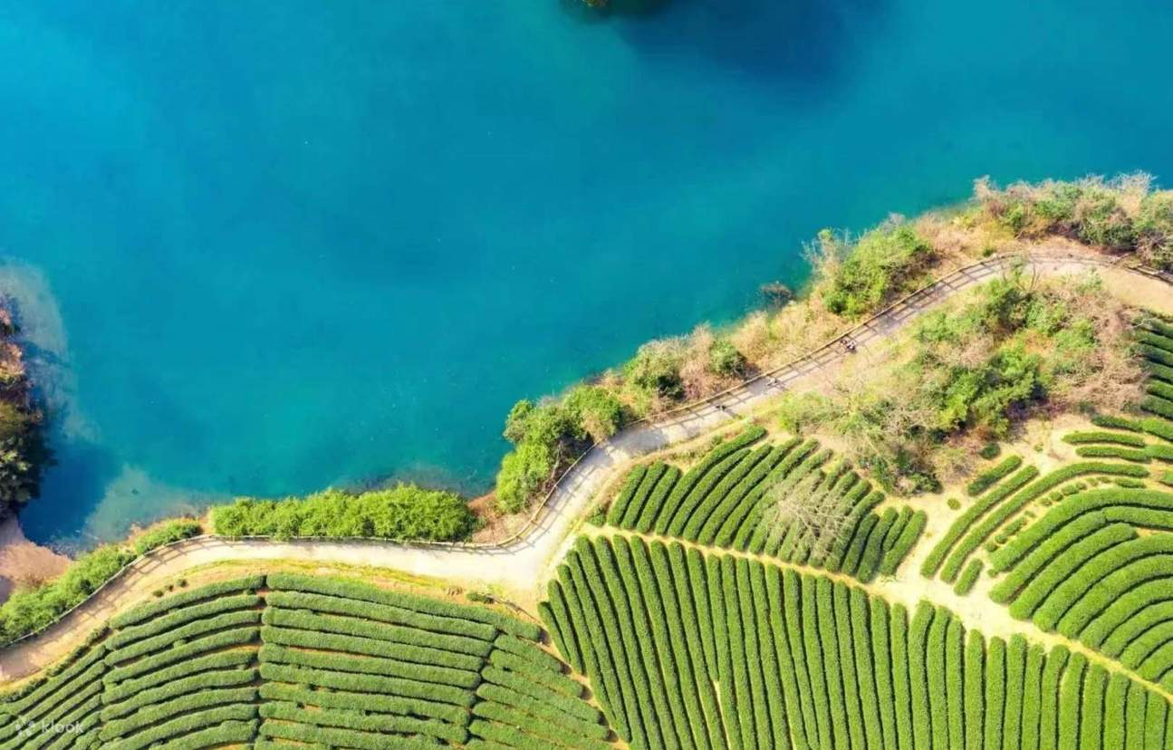 Pick tea in the tea village and explore the secrets of the oxygen-rich ...