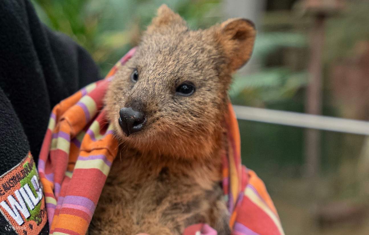 สวนสัตว์ป่าซิดนีย์ - ควอกกา